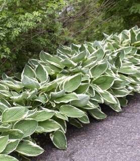 Hosta fortunei 'Francee'
